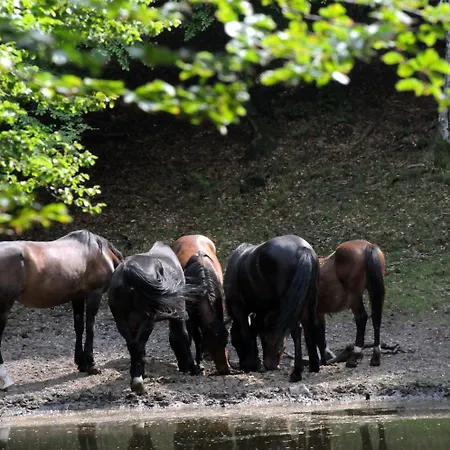 La Griglia 3* Argegno