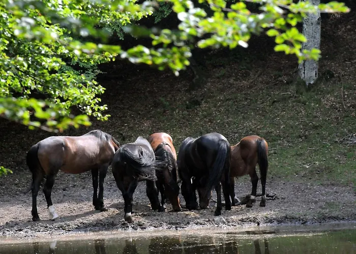 La Griglia 3* Ардженьо